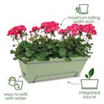 barcelona allin1 50cm maple purple